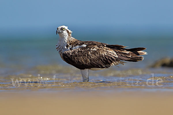 Fischadler (Pandion haliaetus)