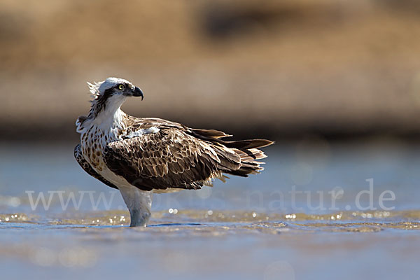 Fischadler (Pandion haliaetus)