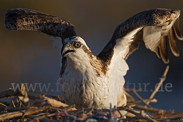 Fischadler (Pandion haliaetus)