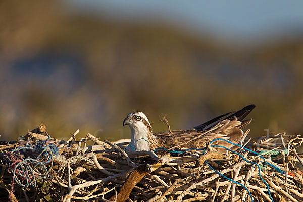 Fischadler (Pandion haliaetus)