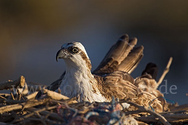 Fischadler (Pandion haliaetus)