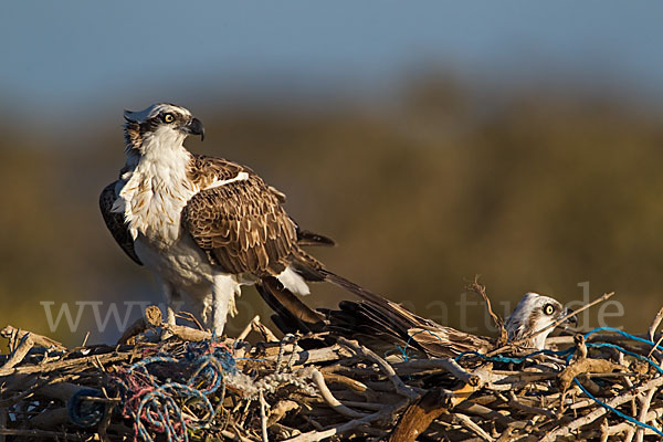 Fischadler (Pandion haliaetus)