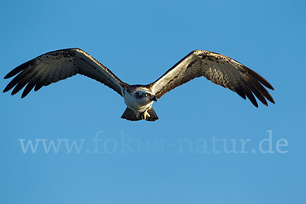 Fischadler (Pandion haliaetus)