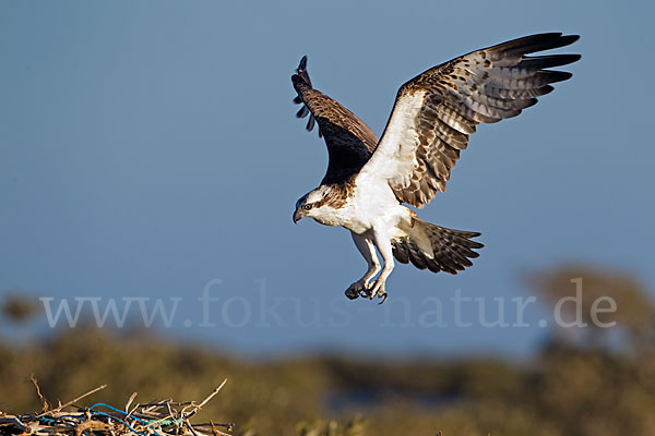 Fischadler (Pandion haliaetus)