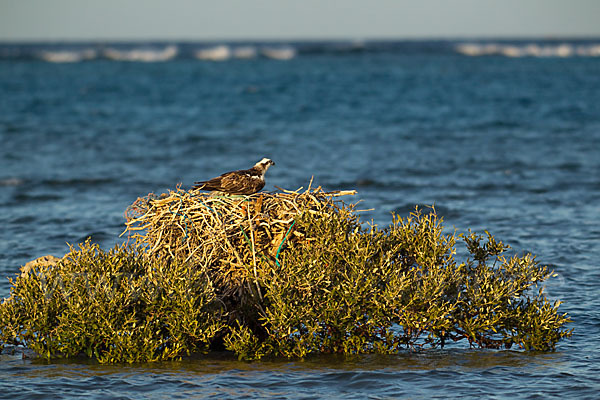 Fischadler (Pandion haliaetus)