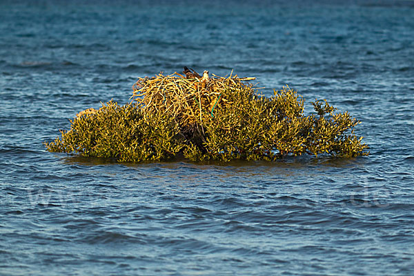 Fischadler (Pandion haliaetus)