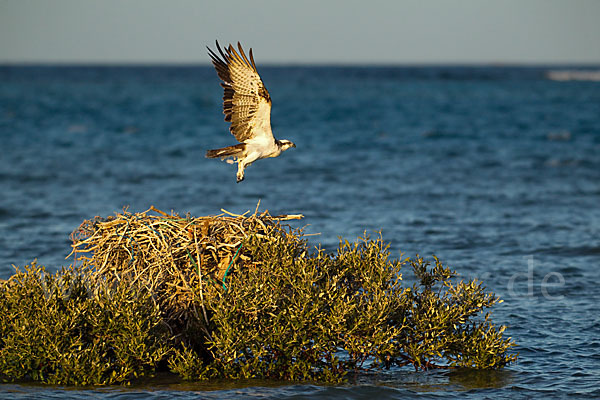 Fischadler (Pandion haliaetus)