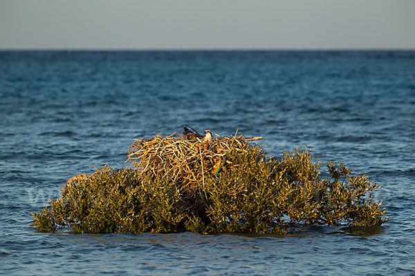 Fischadler (Pandion haliaetus)