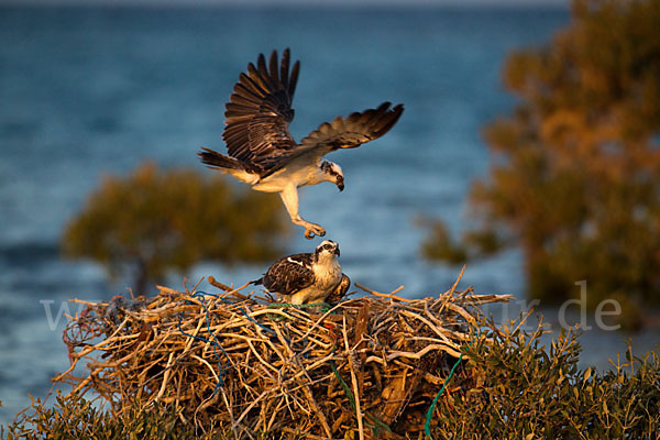 Fischadler (Pandion haliaetus)