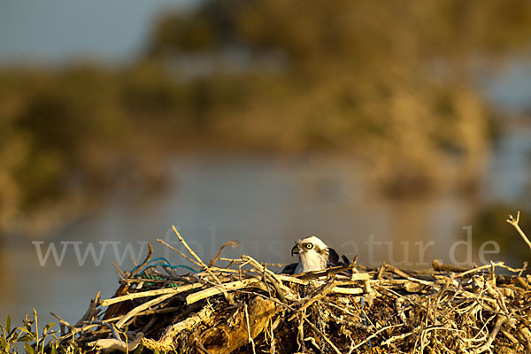 Fischadler (Pandion haliaetus)