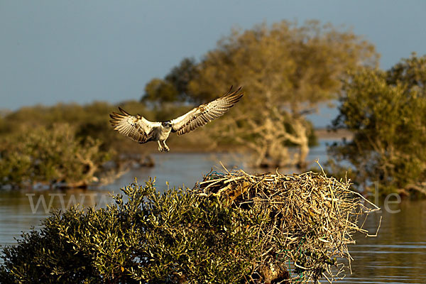 Fischadler (Pandion haliaetus)