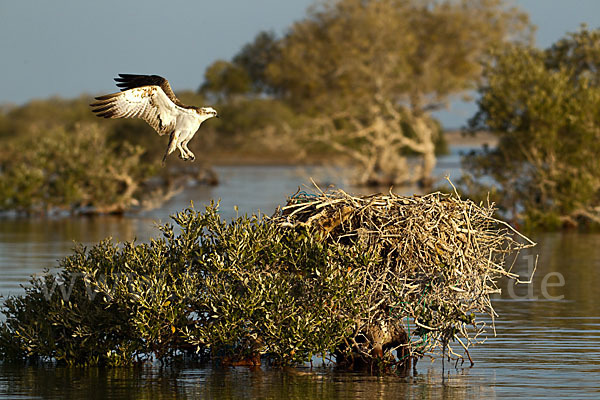 Fischadler (Pandion haliaetus)