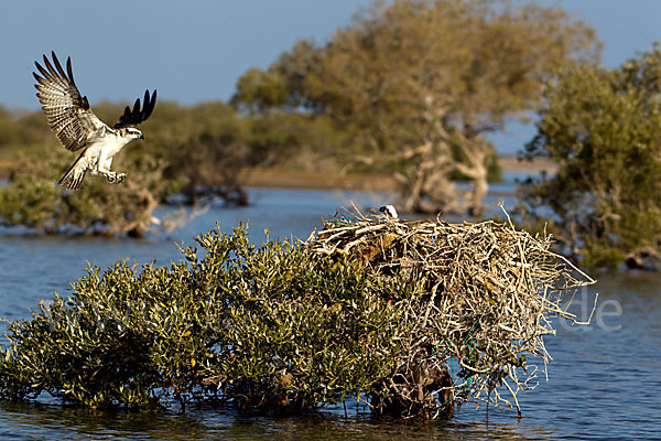 Fischadler (Pandion haliaetus)