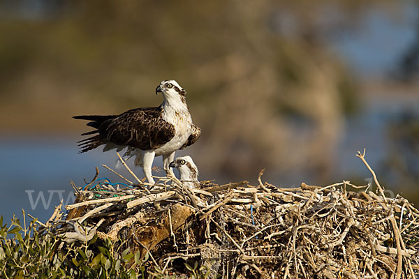 Fischadler (Pandion haliaetus)