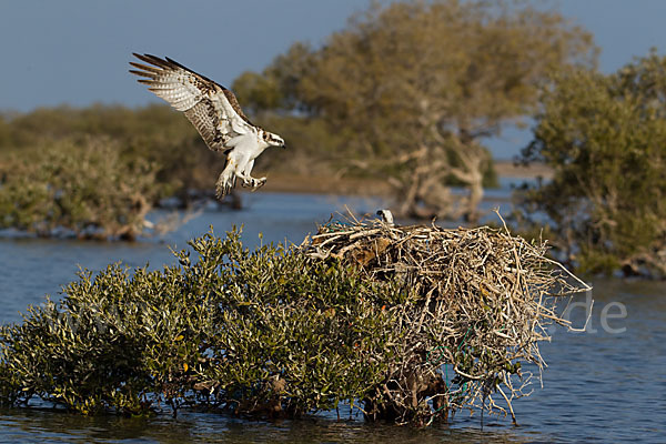 Fischadler (Pandion haliaetus)