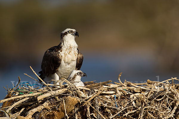 Fischadler (Pandion haliaetus)