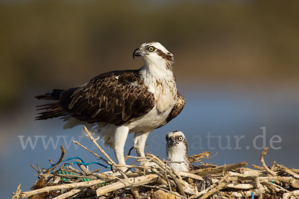 Fischadler (Pandion haliaetus)