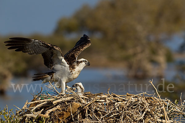 Fischadler (Pandion haliaetus)