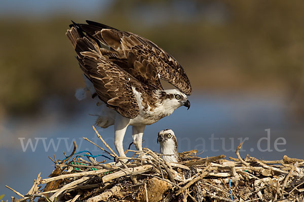 Fischadler (Pandion haliaetus)