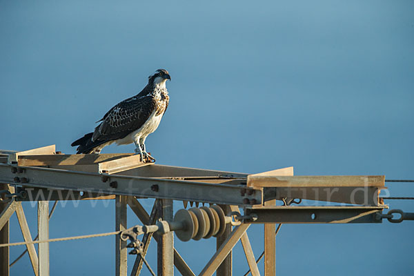 Fischadler (Pandion haliaetus)