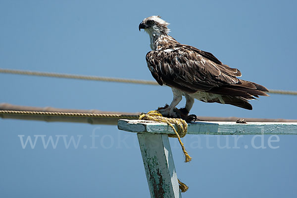 Fischadler (Pandion haliaetus)