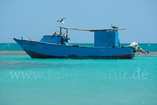 Fischadler (Pandion haliaetus)