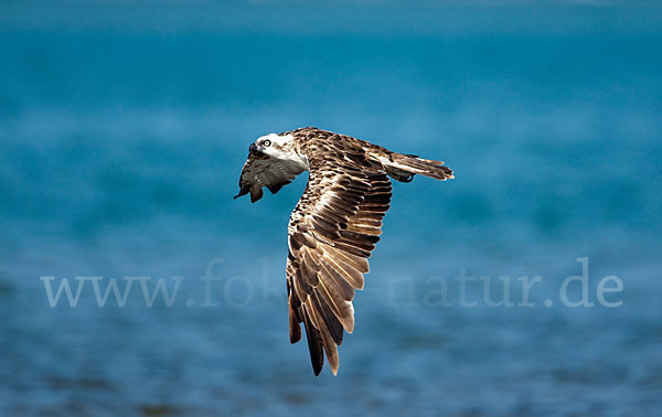 Fischadler (Pandion haliaetus)