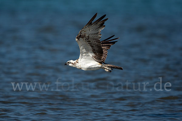 Fischadler (Pandion haliaetus)