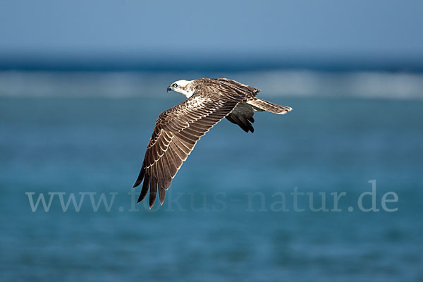 Fischadler (Pandion haliaetus)