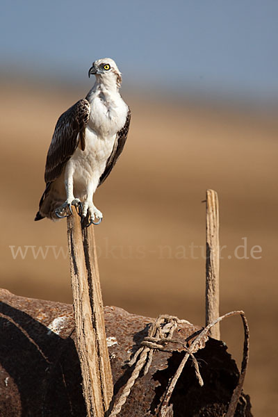 Fischadler (Pandion haliaetus)