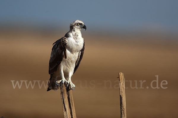 Fischadler (Pandion haliaetus)