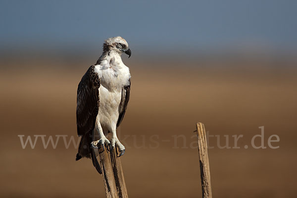 Fischadler (Pandion haliaetus)