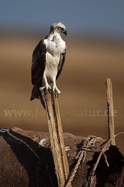 Fischadler (Pandion haliaetus)