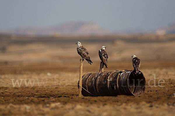 Fischadler (Pandion haliaetus)