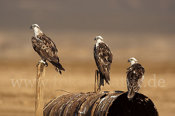 Fischadler (Pandion haliaetus)