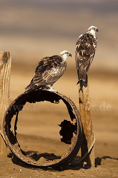 Fischadler (Pandion haliaetus)