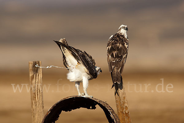 Fischadler (Pandion haliaetus)