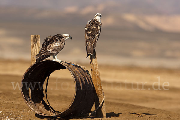 Fischadler (Pandion haliaetus)