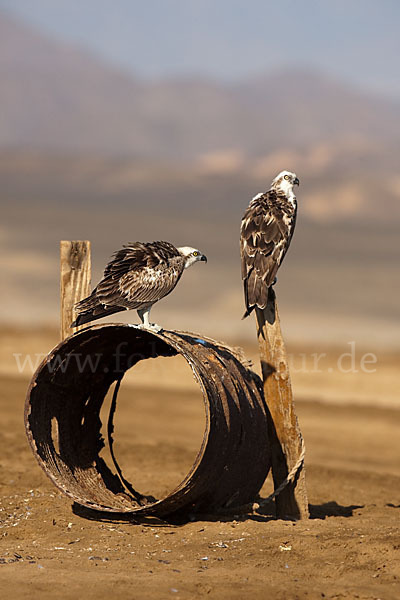 Fischadler (Pandion haliaetus)