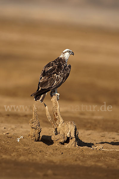 Fischadler (Pandion haliaetus)