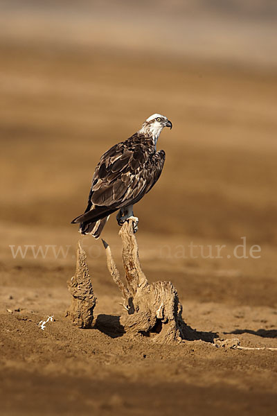 Fischadler (Pandion haliaetus)