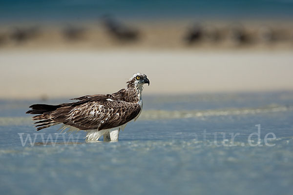 Fischadler (Pandion haliaetus)