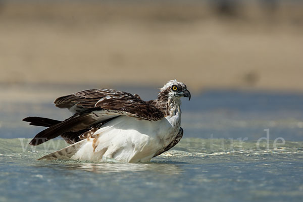 Fischadler (Pandion haliaetus)