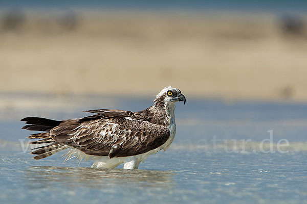 Fischadler (Pandion haliaetus)