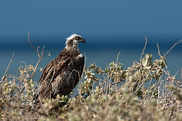 Fischadler (Pandion haliaetus)