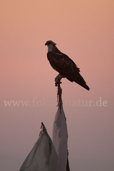 Fischadler (Pandion haliaetus)