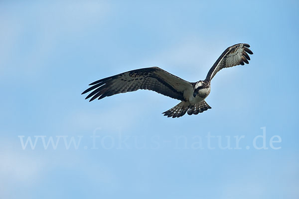 Fischadler (Pandion haliaetus)