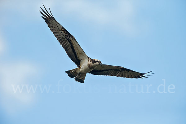 Fischadler (Pandion haliaetus)