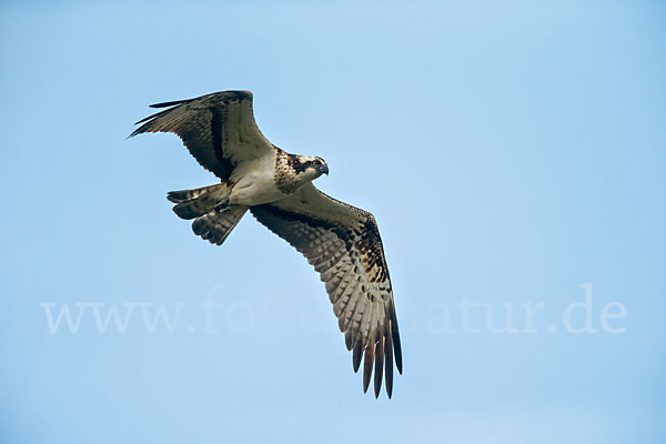 Fischadler (Pandion haliaetus)