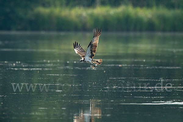 Fischadler (Pandion haliaetus)